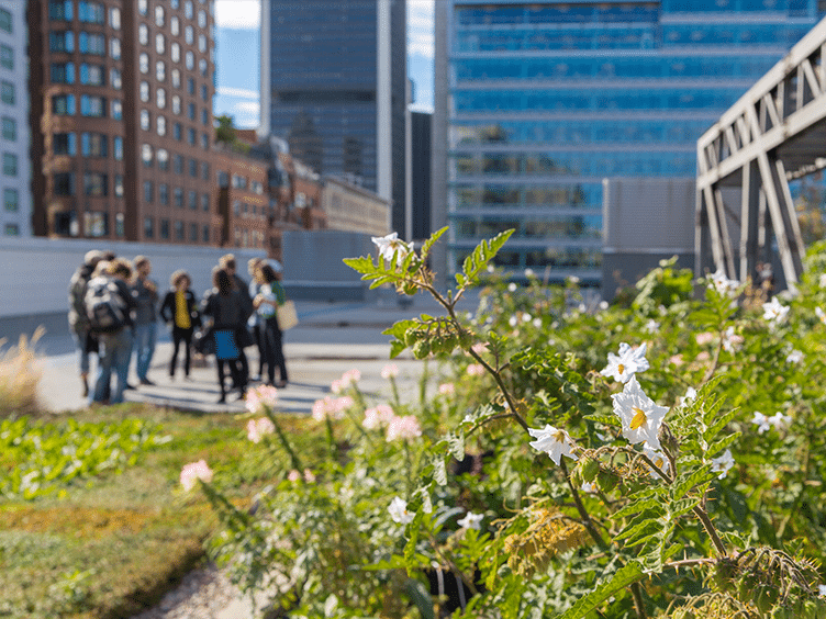 Développement durable toit vert du Palais des congrès de Montréal