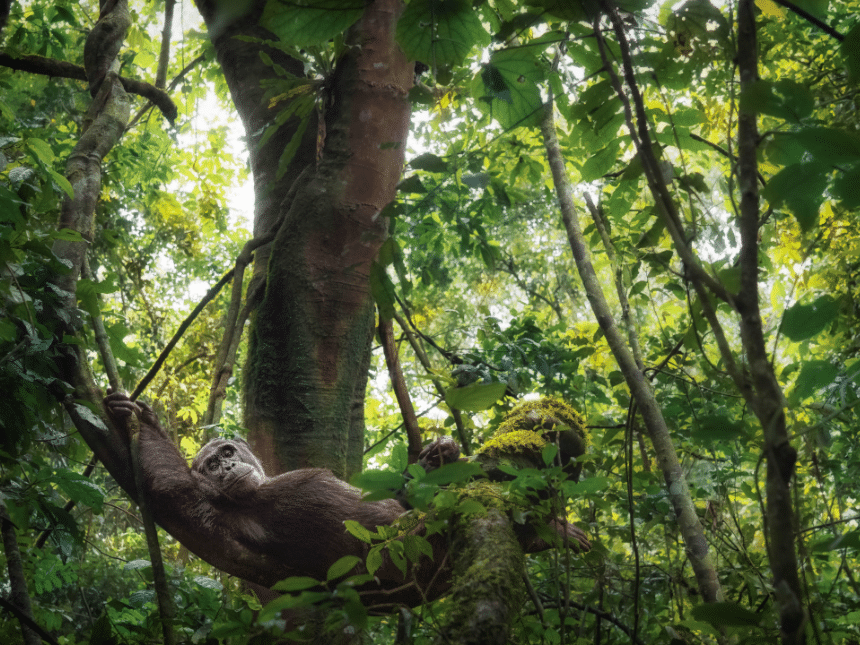 A chimpanzee lying on a tree in the jungle