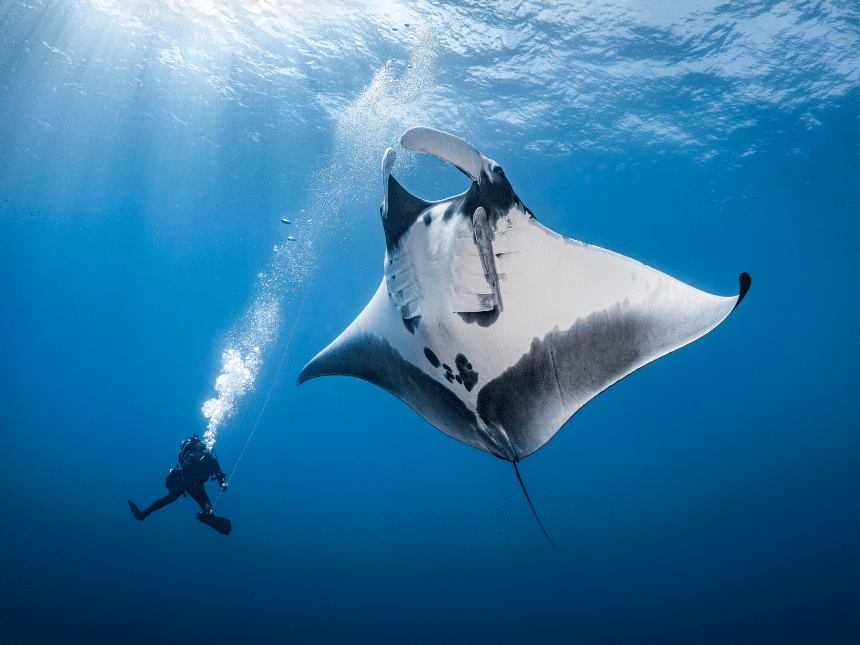 Une très grande raie manta et un plongeur